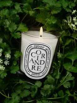 Coriandre (Coriander) Classic Candle-Diptyque Sale